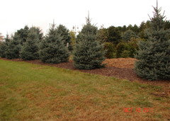 Is 1 Meter 3 2 Spacing Between Blue Spruces Right