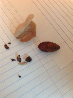 Polyphemus Moths Cocoon And Pupa