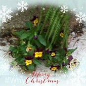 Cheryl Fortune's photo