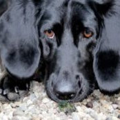 Foto von Janet Rogan Holmes