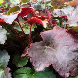 Current Featured Plants - Products