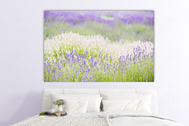 Lavender Field Fine Art Photograph