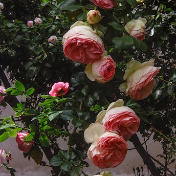 Pierre de Ronsard/Edn Rose/Meiviolin