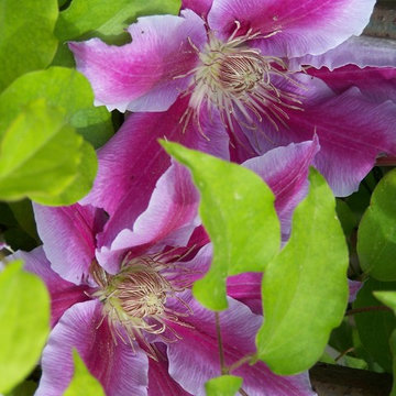 Clematis 'Dr. Ruppel'