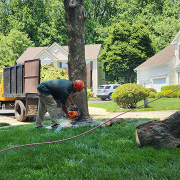 Dead Tree Removal