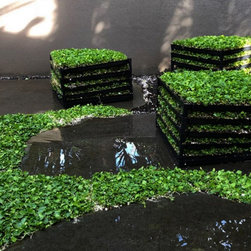 Exotic Grasses - Products