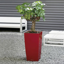 plant accents