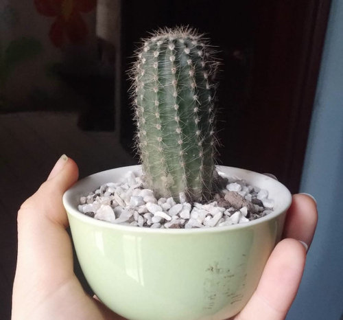 Please Help Me Identify My Cactus I Don T Quite Know What Species My Cactus Is And Would Love To Find Out So If You Pls Tell Me