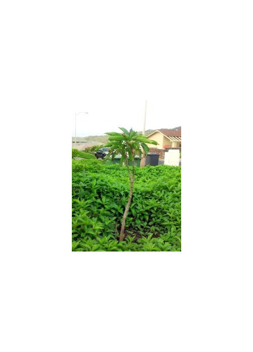 young mango not growing