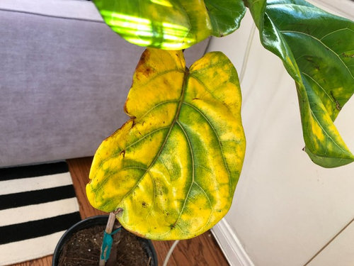 Yellow bottom leaves on Fiddle leaf fig