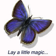 Blue Butterfly Flooring's profile photo
