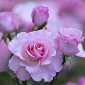 Osama Gheith's photo