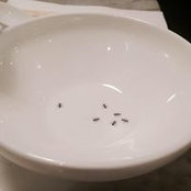 Alfred Leung's photo