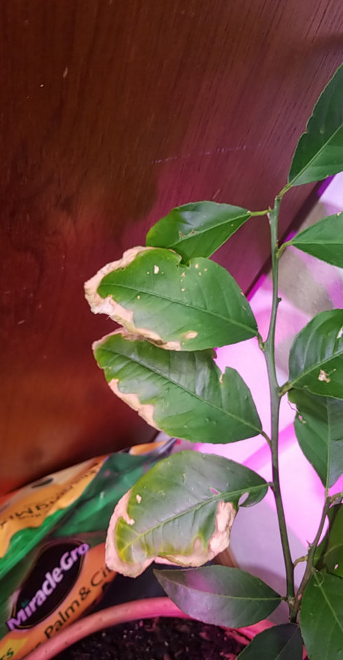 Meyer lemon tree dying?