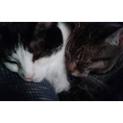 Patty Olson's photo