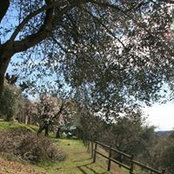 Podere Nigriano's photo