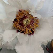 Ann Hansen-Winfrey's photo