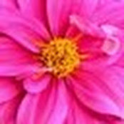 Pamela Esposito's photo