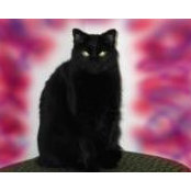 Jean Nessumsar's photo