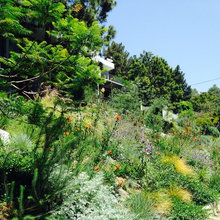 Drought Tolerant Landscape
