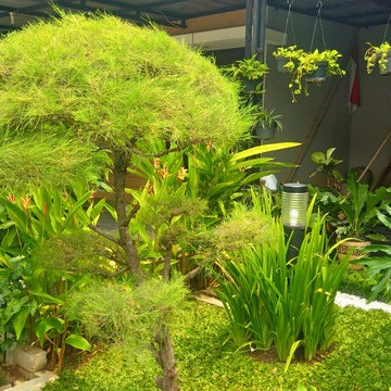 Mini Tropical Frontyard - Deep Lush Tropical Garden