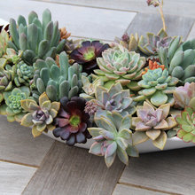 centerpiece