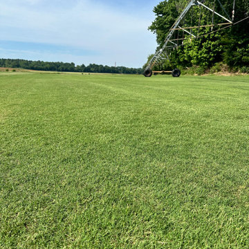 TifTuf® Bermuda - Tough and Beautiful Bermudagrass