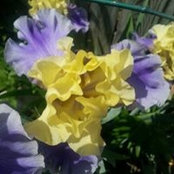 Deborrah Coffin's photo