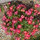 beebalm16