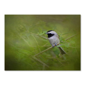 Global Gallery Danhui NAI Black Capped Chickadee on Gold Giclee Stretched Canvas Artwork 18 x 18
