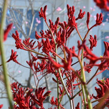 Eric's Plants-drought tolerant
