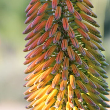 Close-Up on Aloe capitata hybrid