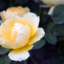garden & rose
