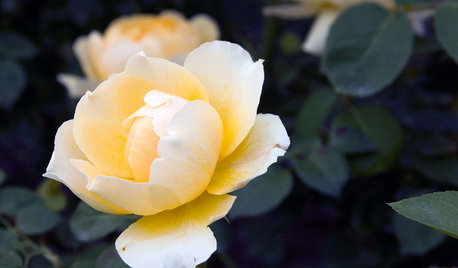 Colour Wisdom From Nature: Yummy Yellow