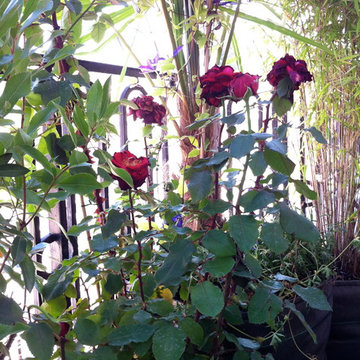 Un balcon filant à Paris Saint Germain...