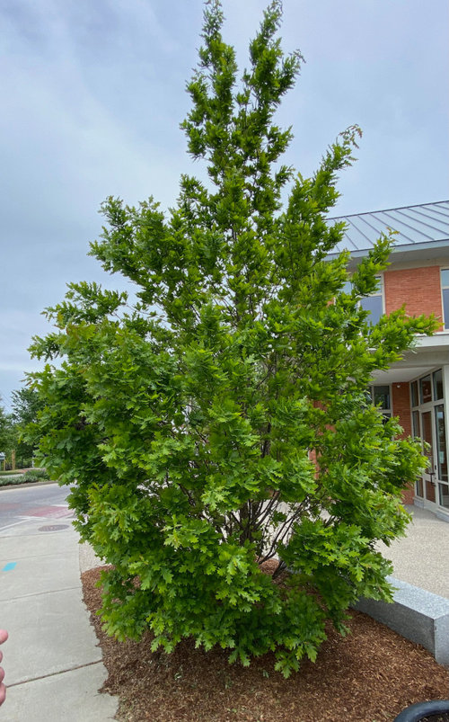 Name this "Shrub" Oak