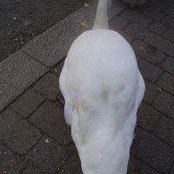 Foto von Ying Chen