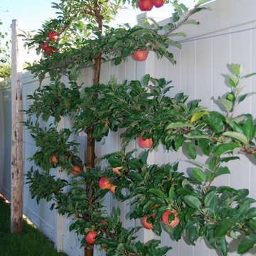 Fruit Tree Pruning