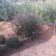 landscaping plants