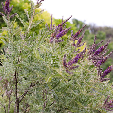 Amorpha Nana