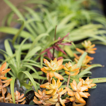 Vertical Garden Design & Ideas