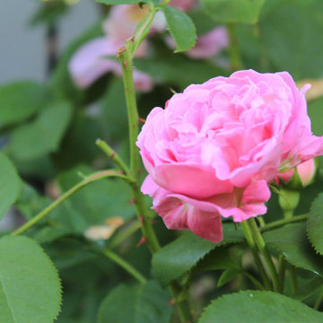 Klassische Pflanzung mit rosafarbenen Rosen