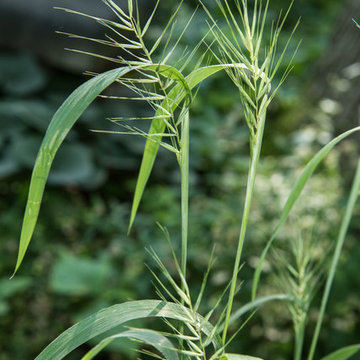 Great Design Plant: Elymus hystrix