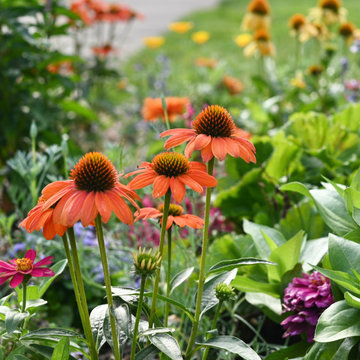 The Majesty Blooming Garden