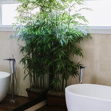 Indoor Plants