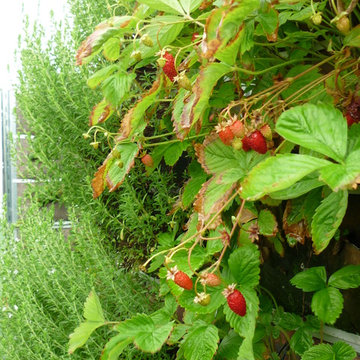 Vertical Garden