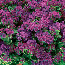 flower bed 1