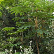 Plant Ideas