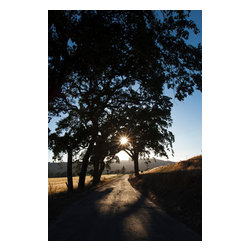 Douglas Page Photographic Arts - Sunburst Road, Canvas Giclee - Prints And Posters