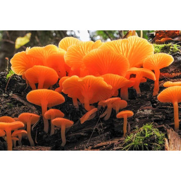 "Orange False Chanterelle Fungi" by Tom Dempsey, Canvas Art, 18"x27"